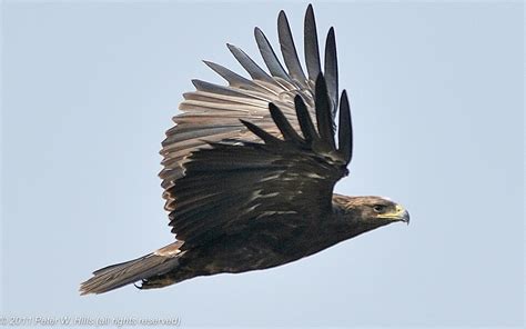 Eagle Black Ictinaetus Malaiensis In Flight India World Bird Photos