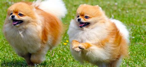 However, dogs can develop dry, itchy skin and a dull coat. 28 Fluffy Dog Breeds (Big and Small Breeds) | PlayBarkRun