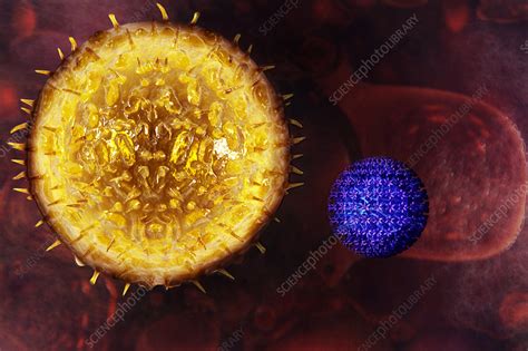 Cytomegalovirus Illustration Stock Image C0279947 Science Photo