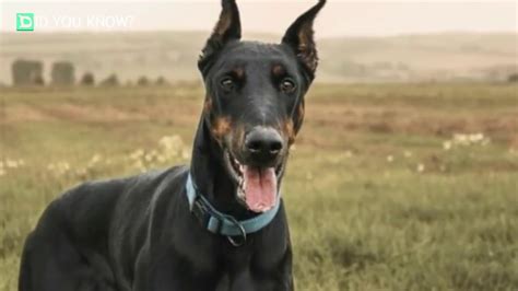 Dobermans 10 Fascinating Facts You Dont Know About Dobermans Youtube