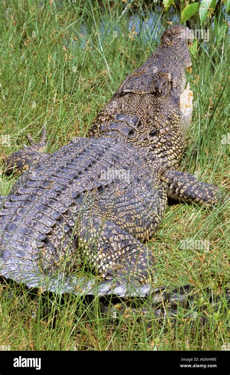 Saltwater Crocodile Crocodylus Porosus Estuarine Crocodile At