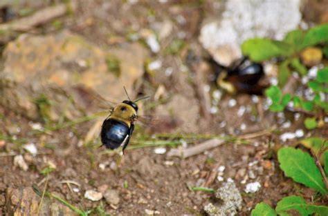 Carpenter Bees Theyre Back And Busy Colonial Pest Control