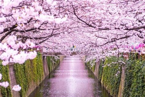 Japan S Cherry Blossoms In Updated Forecast And Best Spots Matcha Japan Travel Web