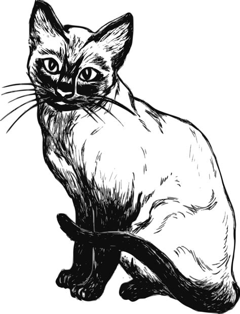 Dibujo Gato Colorear Dibujos De Gatos Gatito Para Colorear Gatos Porn Sexiz Pix