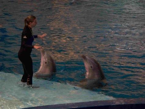The Baltimore Aquarium Dolphin Show Experience