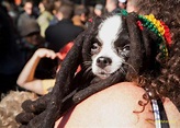Perro con rastas: Los dreadlocks de un perro rastafari.