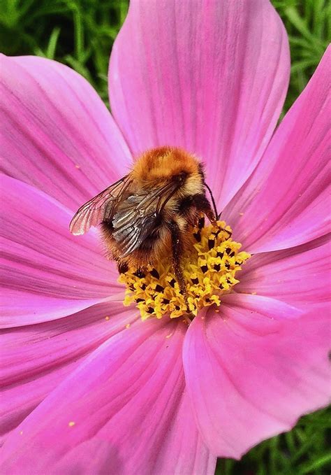 Check spelling or type a new query. Common Carder bee | (162/365) iPhone image of a Common ...