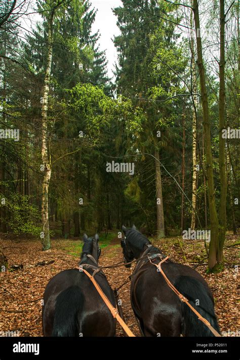 Pritzhagen Brandenburg Germany Carriage Ride From The Perspective