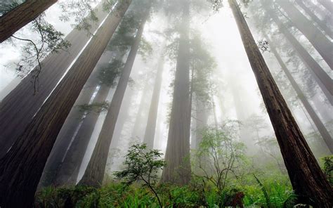 Nature Landscape Redwood Trees Mist Ferns Shrubs Forest