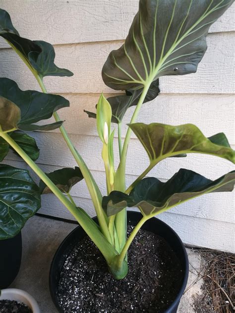 Today My Potted Elephant Ear Gave Me A Flower Gardening Garden Diy