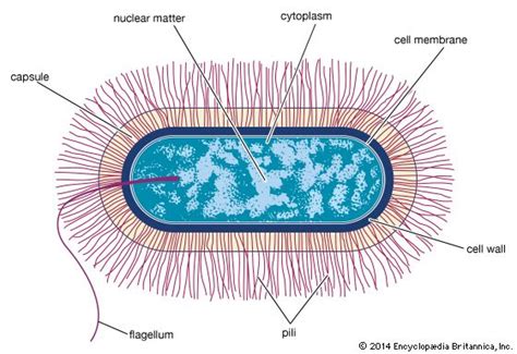 Bacillus Bacteria