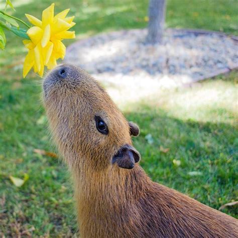 When She Wanted To Show The World That Capybaras Truly Appreciate All
