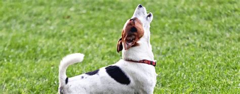 What Your Dogs Sounds Are Telling You Hartz