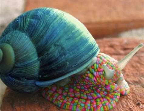 Ten Amazing And Funny Images Of Snails Youll Smile At