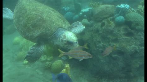 Rescued Loggerhead Sea Turtles At Turtletrek Seaworld Orlando Youtube