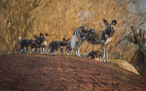 Watch These African Painted Dog Pups Born At Chester Zoo Are As