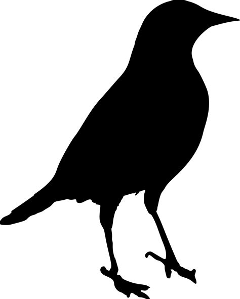Common Blackbird Png Images Transparent Free Download Pngmart