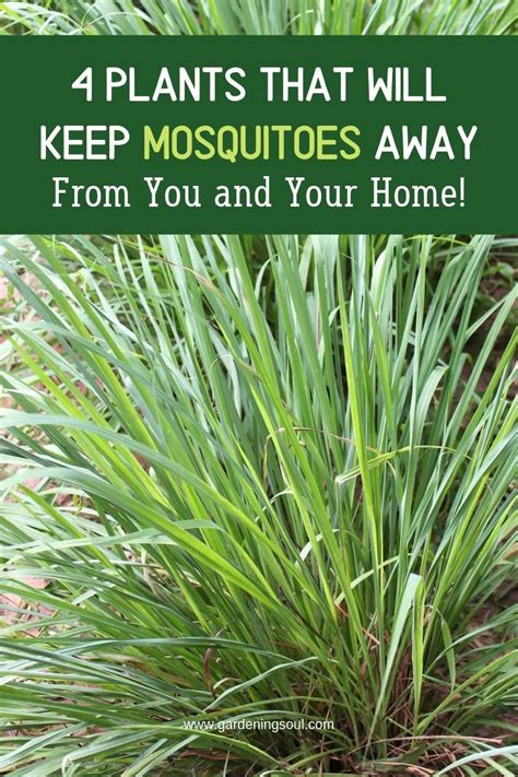 4 Plants That Can Keep Mosquitoes Away From You And Your Home