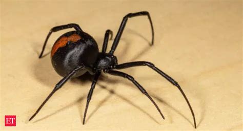 Redback Spider Eight Years On Australian Womans Treatment For