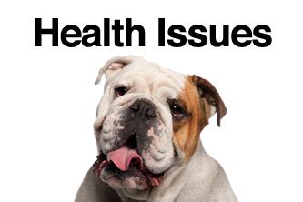 Learn how to recognize health problems and better care for your english bulldog. English Bulldog Health | Bulliepupsrus.com