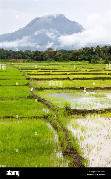 Paddy Fields With Mountain In The Background Sri Lanka Asia Stock