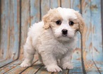 Teddy Bear Dog Breeds - The Pups That Look Like Cuddly Toys!
