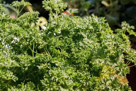 How To Grow Parsley