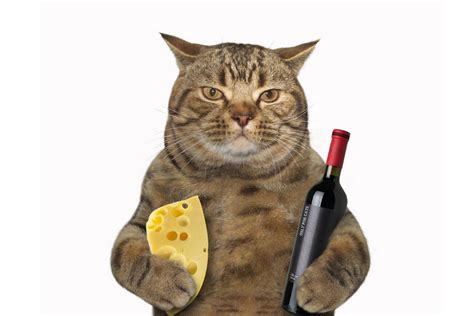 Can Cats Eat Cheese 6 Things Cat Owners Need To Know