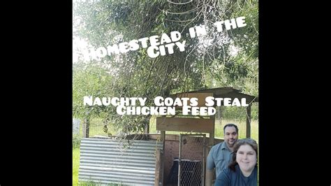 Naughty Goats Steal Chicken Feed Day In The Life On The Homestead Youtube