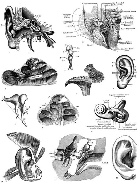 Anatomy Human Ear Photograph By Granger Pixels