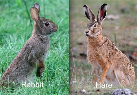 28 Commonly Confused Animals Rabbit Animals Hare