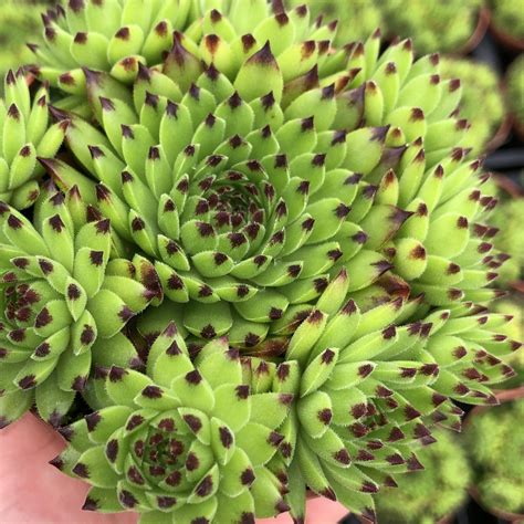 Sempervivum Emerald Swirl Buy Plants At Coolplants