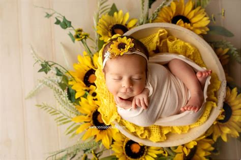 Sunflower Newborn Sunflower Yellow Newborn Yellow Newborn