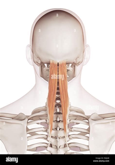 Medically Accurate Muscle Illustration Of The Semispinalis Capitis