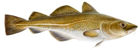 Groundfish Species