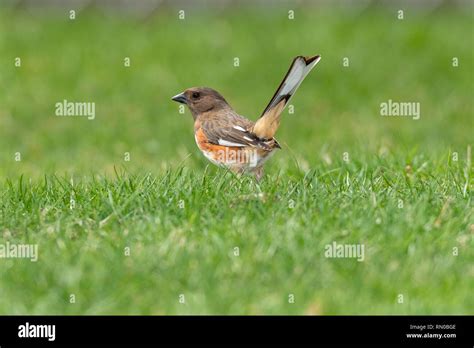 Rufous Sided Towhee Hi Res Stock Photography And Images Alamy