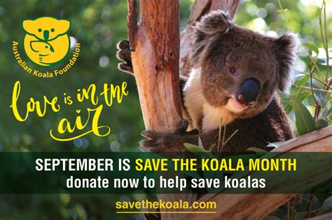 Happy Save The Koala Day Australian Koala Foundation