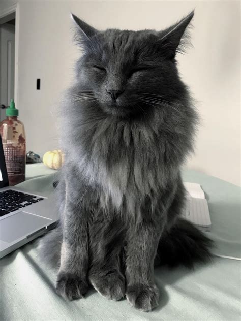 The russian blue is a robust breed, with firm muscles and an overall dose of good looks. long hair russian blue cute - Google Search | Long hair ...