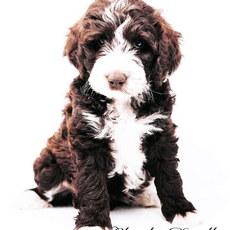 Aussiedoodle Puppy In 2020 Aussiedoodle Sheepadoodle Puppies