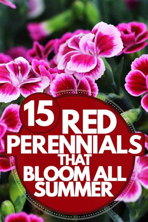 15 Red Perennials That Bloom All Summer Garden Tabs