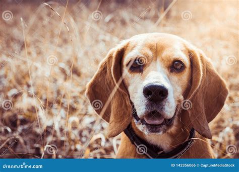 Portrait Of Pure Breed Beagle Dog Beagle Close Up Face Smiling Stock