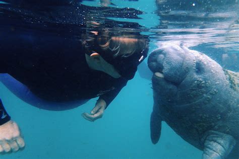 How To Sustainably Swim With Manatees In Florida Endless Distances
