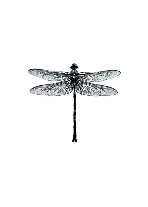 Black And White Wall Art Dragonfly Poster Desenio