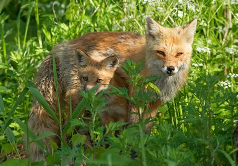 Red Fox Family Photograph By Mircea Costina Photography Fine Art America