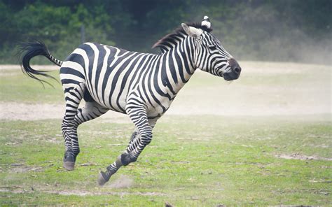 Photos Zebras Run Animal 3840x2400
