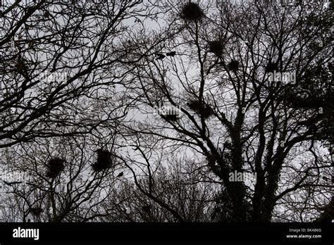 Crow Nest Stock Photos And Crow Nest Stock Images Alamy