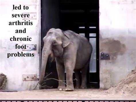 Retire Ruth From Buttonwood Park Zoo To The Elephant Sanctuary Youtube