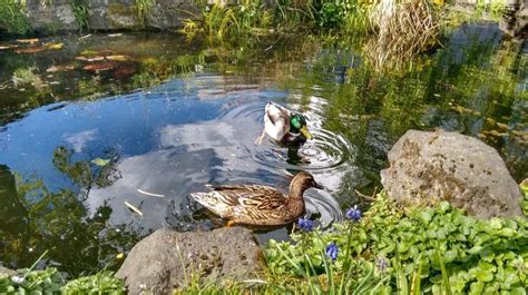 How does one keep a duck pond clean? Step-by-Step Guide on How to Build a Duck Pond in Your ...