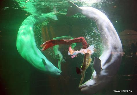 Shark Awareness Day Marked In Beijing Aquarium15