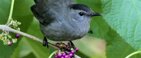 Why Go Native For Birds Audubon North Carolina